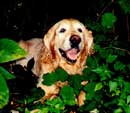 Kelly amongst the leaves